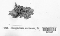 Illosporium carneum image